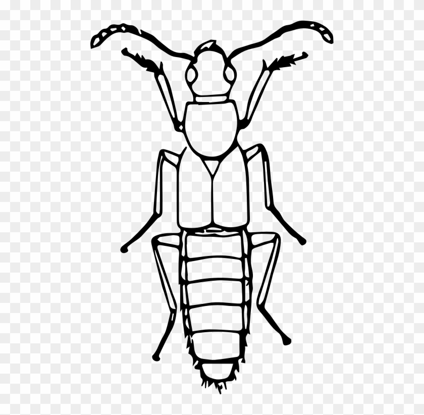 Medium Image - Beetle #1024623