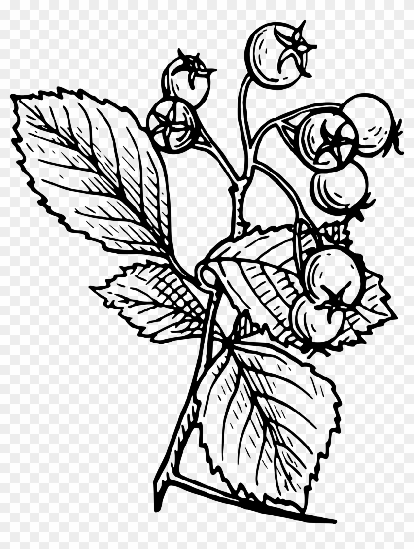 Png - Hawthorn Flower Drawing #1025418