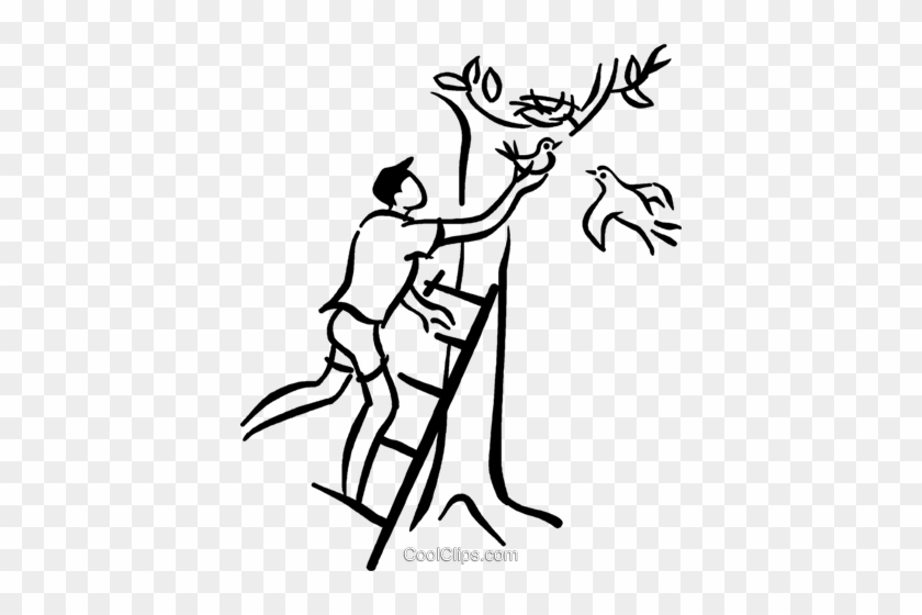 Man Placing Baby Bird Back In The Nest Royalty Free - Hiyokko #1025436