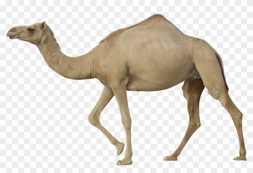 Camel Png - Camel Png #1025664