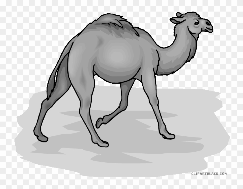 Camel Animal Free Black White Clipart Images Clipartblack - Adaptations Of A Platypus #1025692