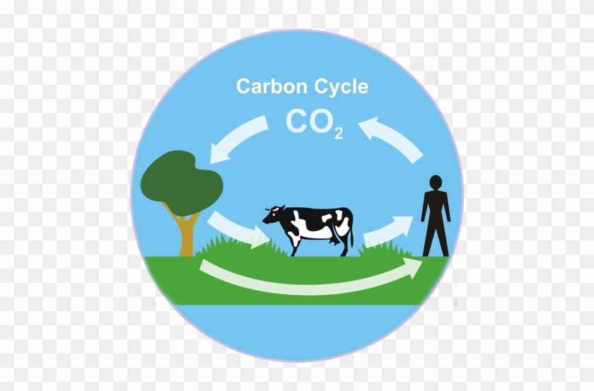 Carbon Cycles - Carbon Cycle For Kids #1025806