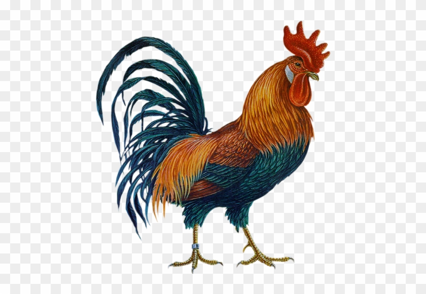 Петух-2 - Cock Png #1025943