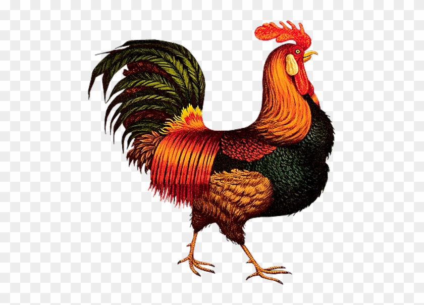 Chicken Pattern - Hadleyhouseco 'rooster Express' By Charles Wysocki #1025954
