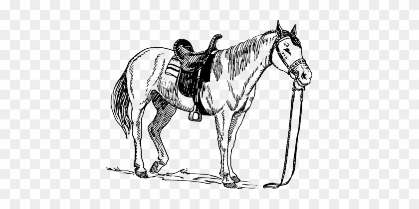 Horse Animal Mammal Riding Equestrian Hors - Horse With Saddle Drawing #1026069