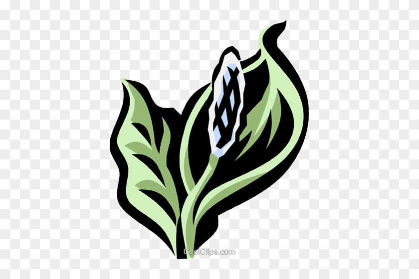 Peace Lily Royalty Free Vector Clip Art Illustration - Drawing #1026429