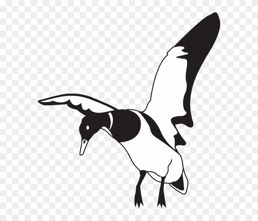Beak Black, White, Bird, Duck, Wings, Animal, Landing, - Flying Duck Clipart Black And White #1026629