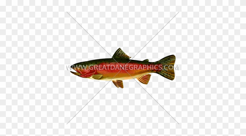 Rainbow Trout Side - Coastal Cutthroat Trout #1026795