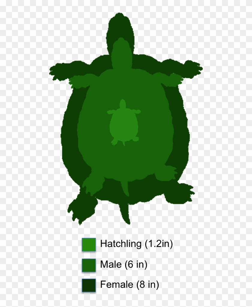 The Shaded Region Represents The Range Of The Eastern - Yellow Belly Slider Turtle #179056