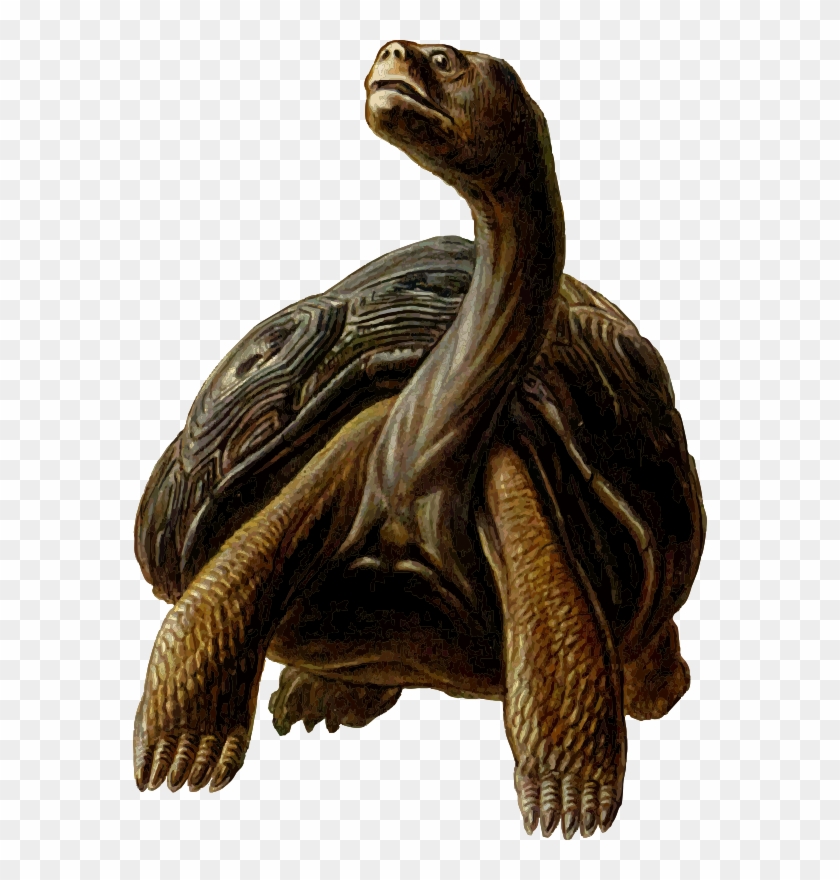 Free Prehistoric Turtle 4 - Turtles With Long Necks #179195