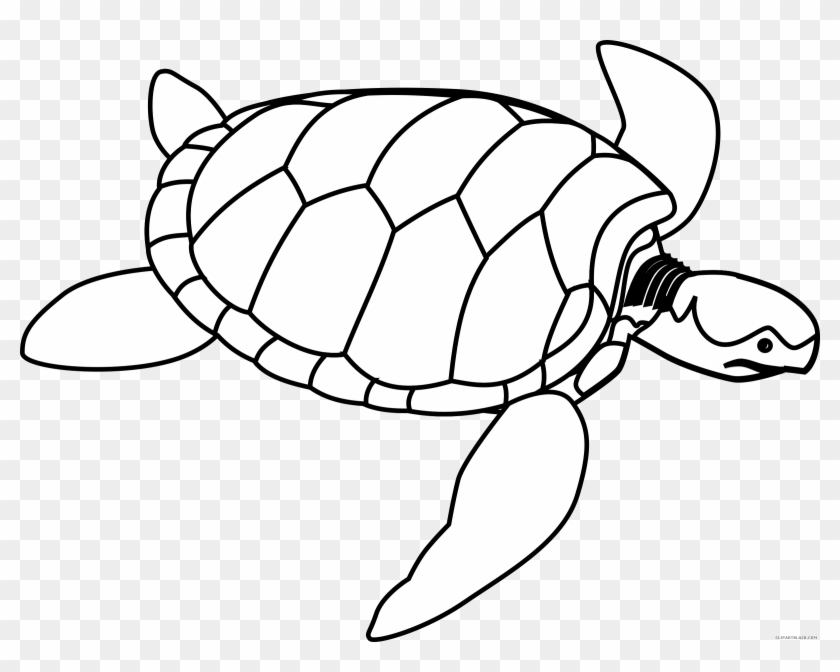Turtle Outline Animal Free Black White Clipart Images - Life Cycle Of A Turtle Color #179196