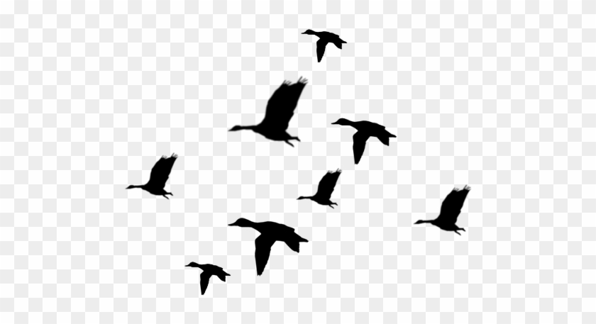 Flying Ducks Silhouette Clipart Panda - Duck Silhouette #179210