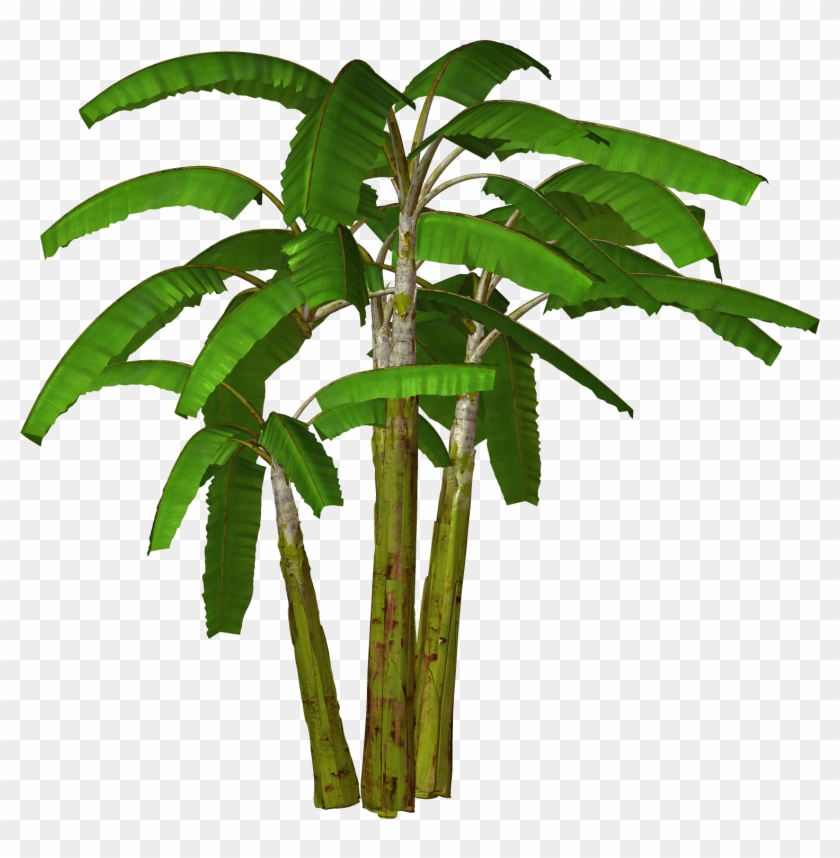 Free High Resolution Graphics And Clip Art - Banana Tree Images In Hd #179316