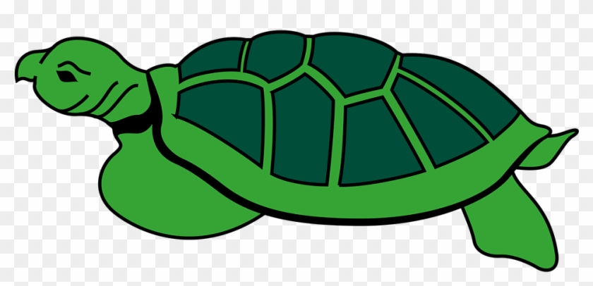 Animal Reptile Tortoise Turtle Tortoise To - Cayman Islands Clipart #179390