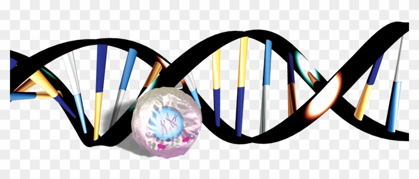 Dna Sarmali Png #179633