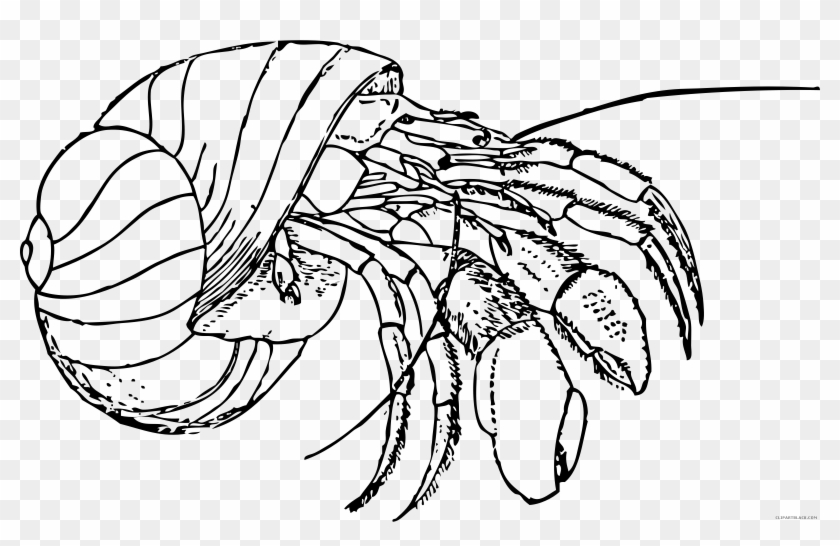 Hermit Crab Animal Free Black White Clipart Images - Hermit Crab Coloring Pages #179998