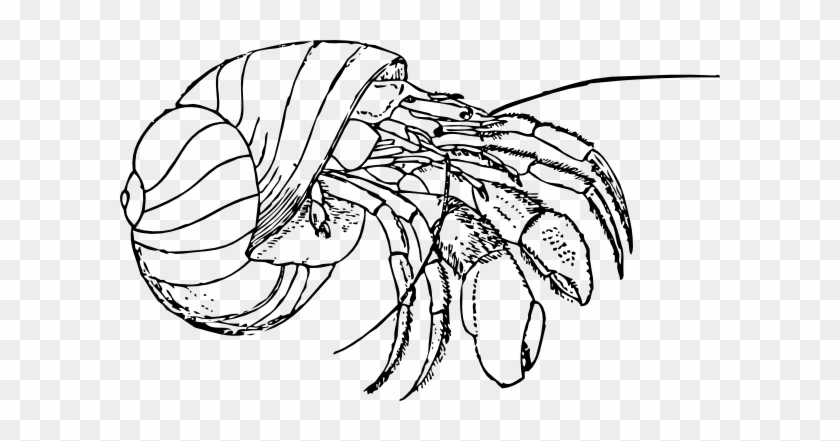Hermit Crab Coloring Pages #180004