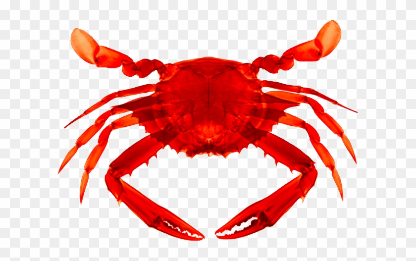 28 Collection Of Crab Clipart Transparent Background - Crab Transparent Background #180089