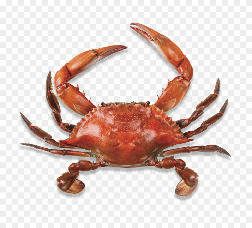 Now You Can Download Crab Icon Clipart - Maryland Crab #180127