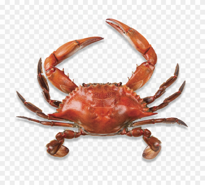 maryland crab clipart