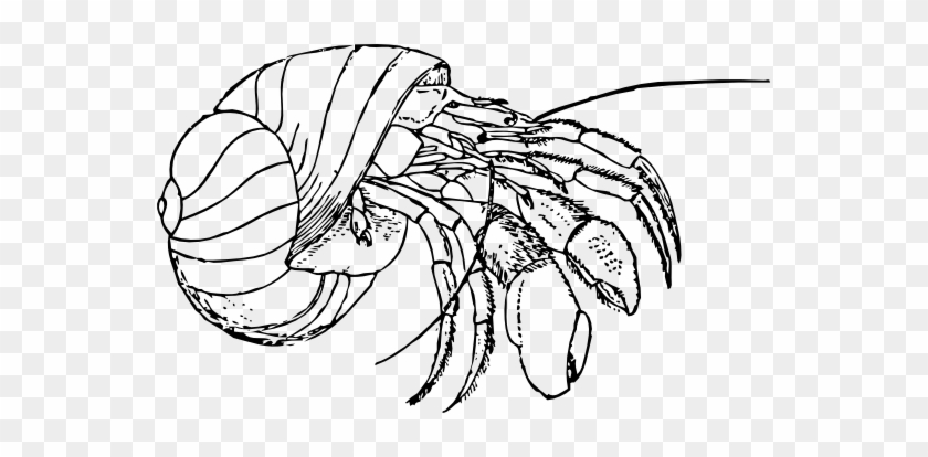 Crab - Clipart - Black - And - White - Hermit Crab Coloring Pages #180249
