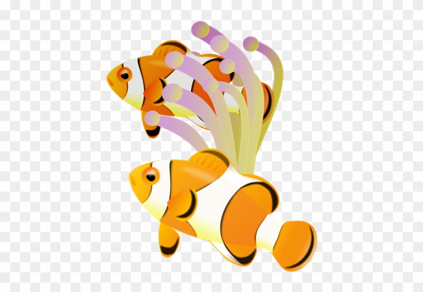 Clown Fish 001 2 - クマノミ イソギンチャク イラスト #180372