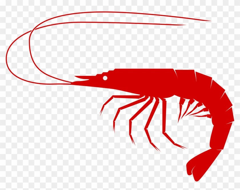 Shrimp - Camarones Dibujos Png #180573