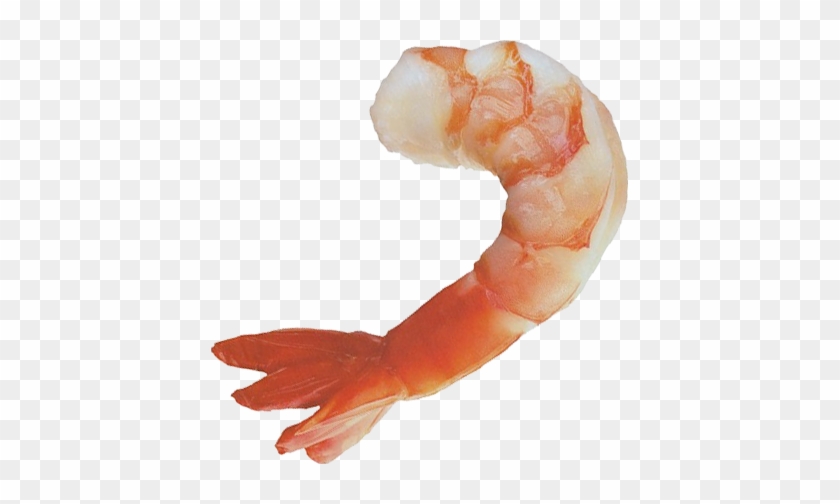 Shrimps Png - Jumbo Shrimp Greeting Cards (pk Of 10) #180600