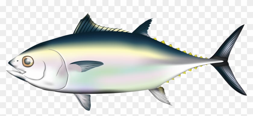 Яндекс - Фотки - Pacific Bluefin Tuna Png #180650