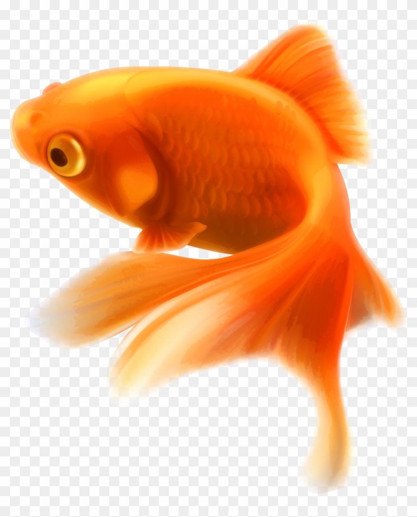 Gold Fish Png Clipart In Category Underwater Png / - Gold Fish Png #180656
