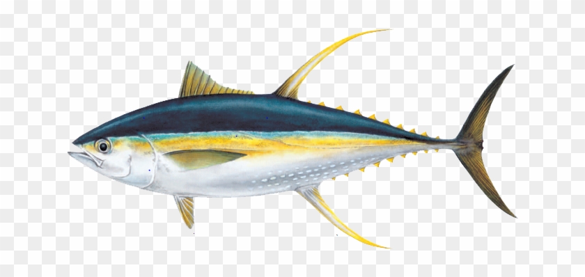 Ahi Tuna Png Pic - Yellow Fin Tuna #180659