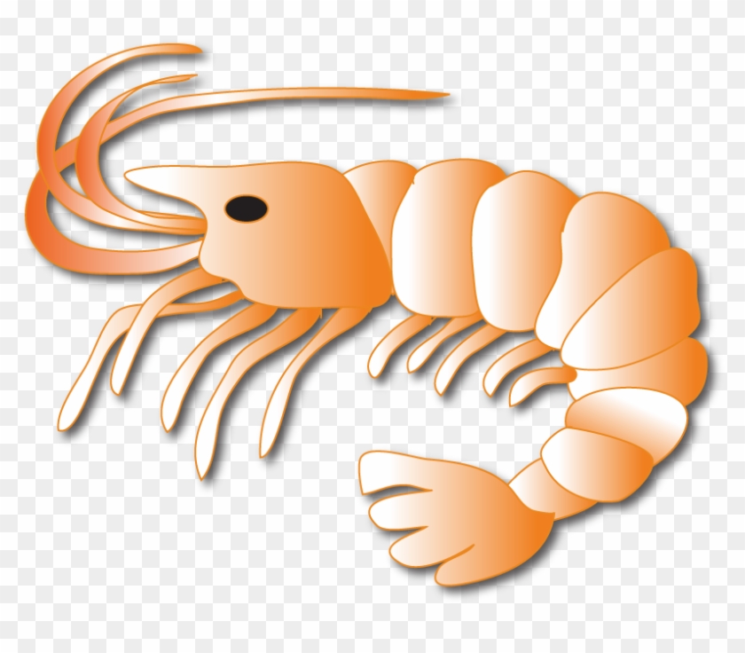 Decapods #180715