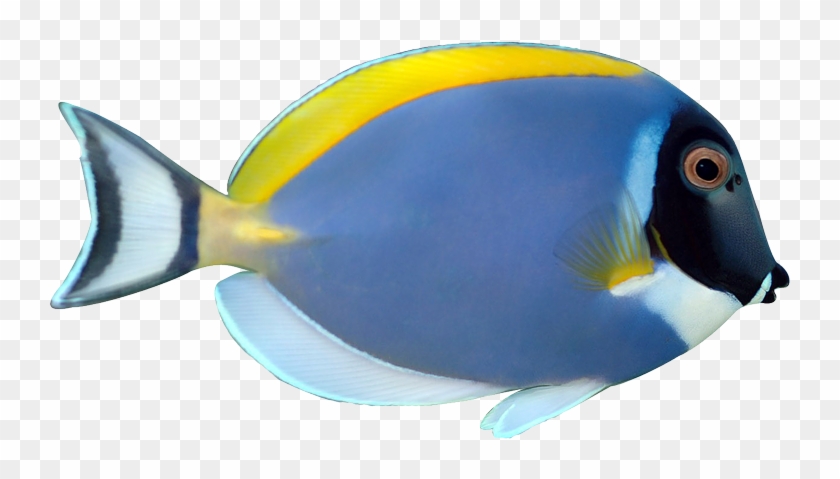 Powder Blue Tang Fish Animalgals Nxo4dp Clipart - Powder Blue Tang Png #180810