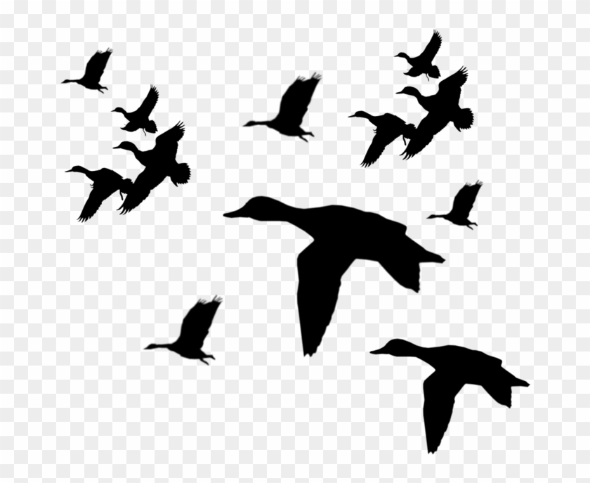 Flying Duck Clipart Black And White - Duck Silhouette #181666