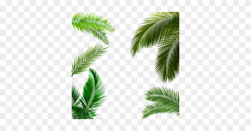 Palm Tree Leaf, Palm Tree Leaf, Palm Tree Transparent - Palm Tree Leaf Png #1027584