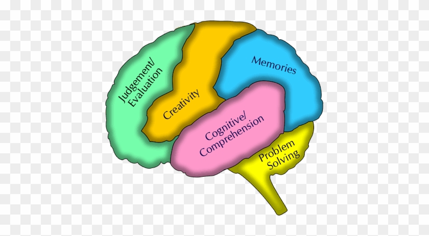 Brains Clipart Student Learning - Learning About The Brain #1027588
