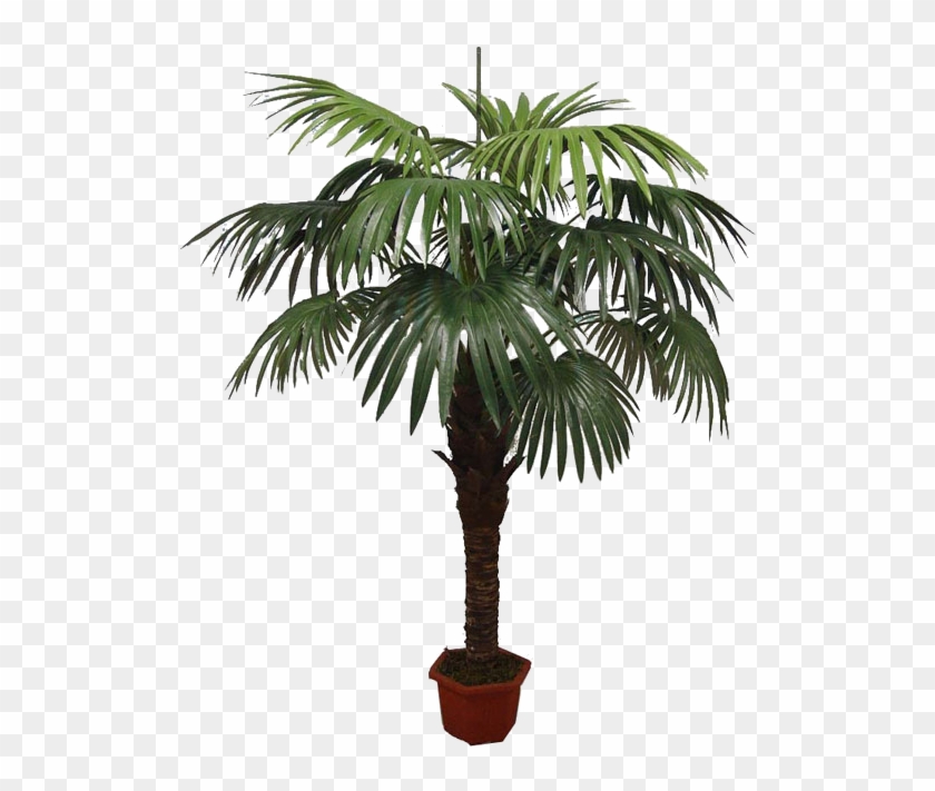 Asian Palmyra Palm Babassu Flowerpot Oil Palms Coconut - Desert Palm #1027596