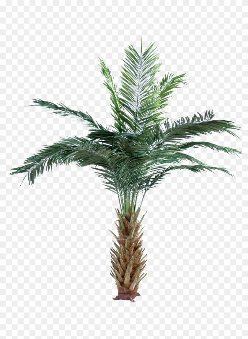 Arecaceae Date Palm Attalea Speciosa Oil Palms Adonidia - Palm Trees #1027598