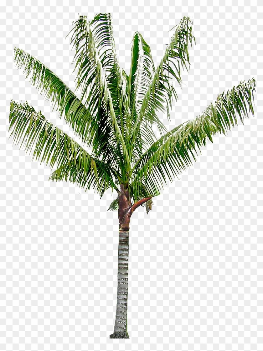 Babassu Arecaceae Coconut Oil Palms Asian Palmyra Palm - Attalea Speciosa #1027609
