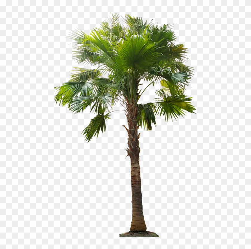 Asian Palmyra Palm Babassu Arecaceae Oil Palms Coconut - Livistona Png #1027610