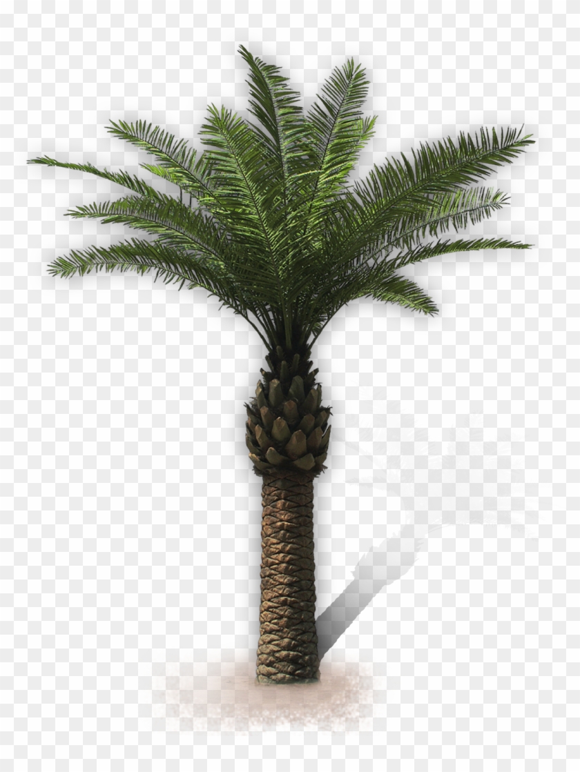 Arecaceae San Vito Lo Capo Attalea Speciosa Villa Oil - Sable Palm Trees No Background #1027612