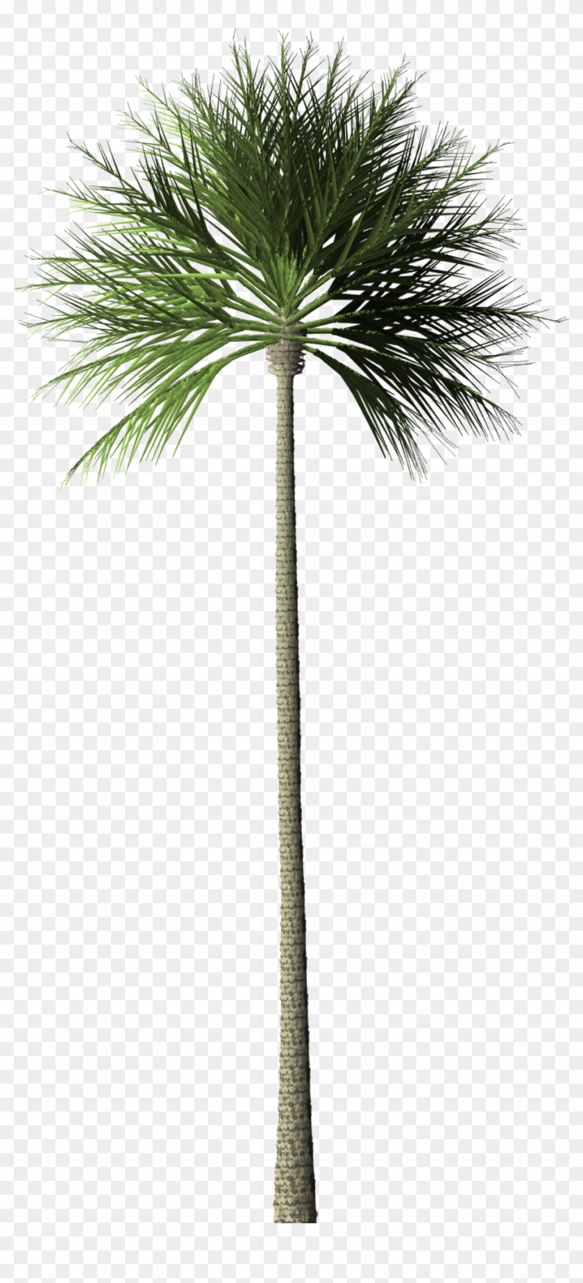 Arecaceae Tree Palm Oil Oil Palms Rainforest - Borassus Flabellifer #1027613