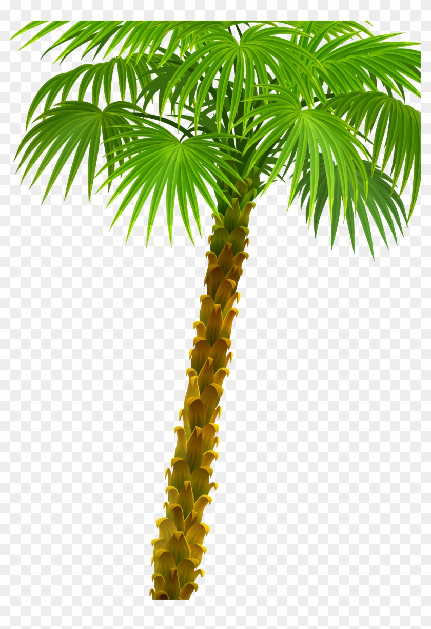 Arecaceae Plant Asian Palmyra Palm Attalea Speciosa - Palm Trees #1027626
