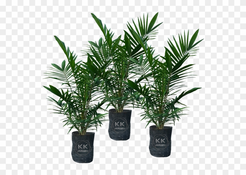 Oil Palm Seedlings From Reputable Sources - Houseplant #1027635