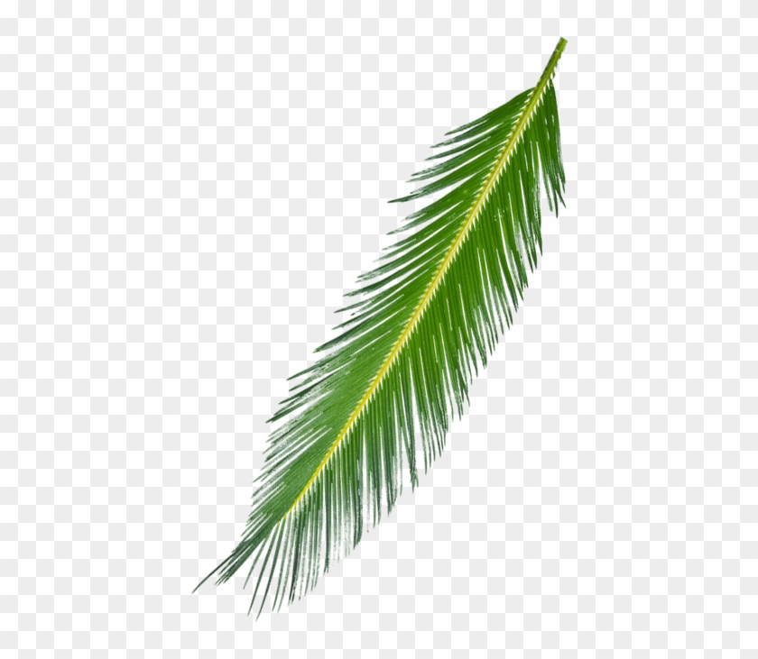 5 Kb, Free Download, C - Palm Leaf #1027668