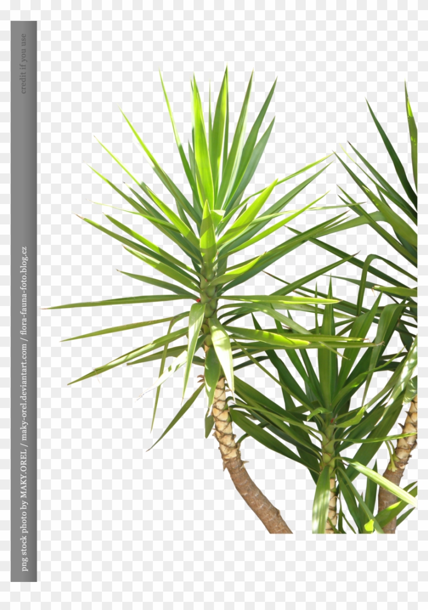 Png Stock - Maky Plants #1027683