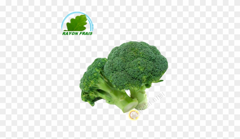 Broccoli - Vegetable Png #1027756
