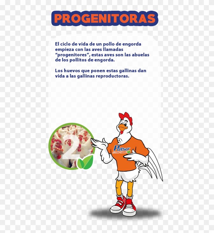 Amazing Ciclo De Vida Del Pollo With Ciclo De Vida - Cartoon #1027829