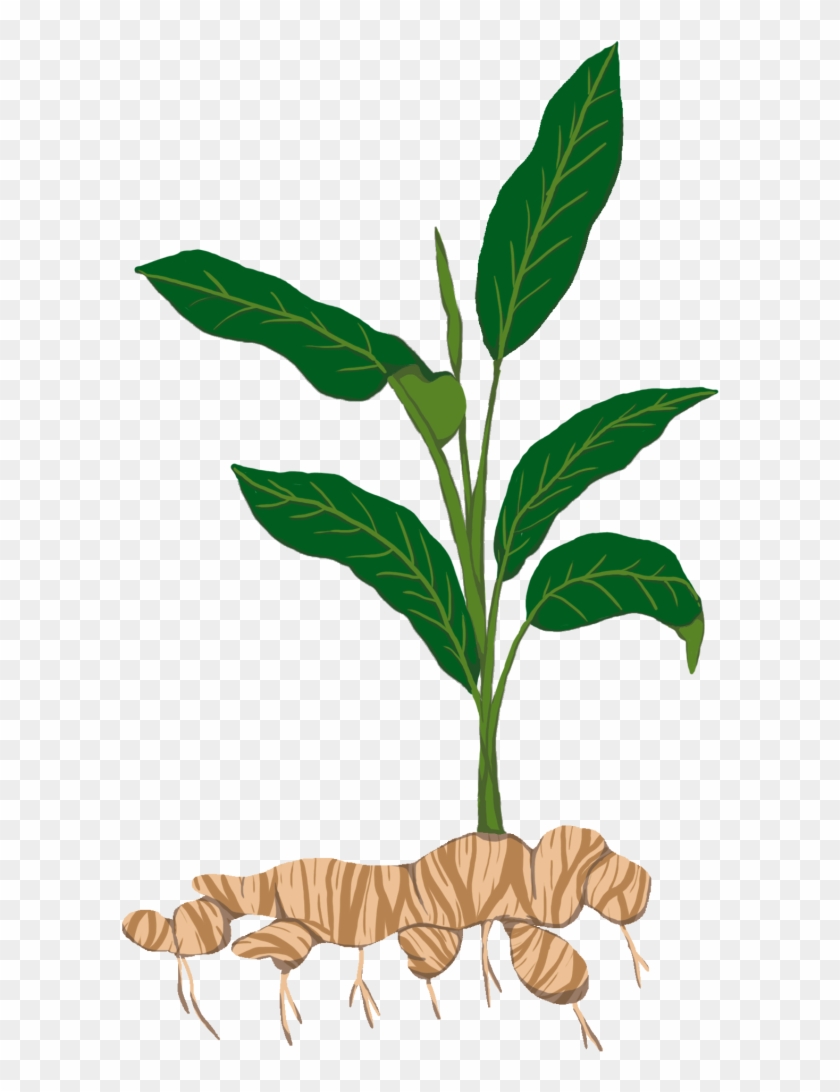Tuber Tapioca Plant Stem Sowing - Tuber #1027968