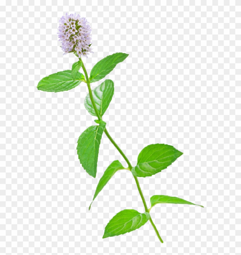 Mentha Spicata Flower Stock Photography Water Mint - Mint #1027969